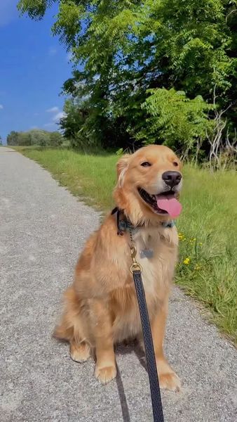 lifewithgoldenpaws / instagram